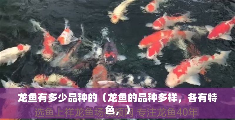 龍魚有多少品種的（龍魚的品種多樣，各有特色，）
