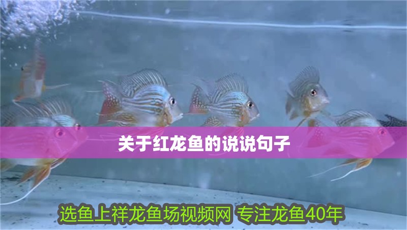 關(guān)于紅龍魚的說說句子