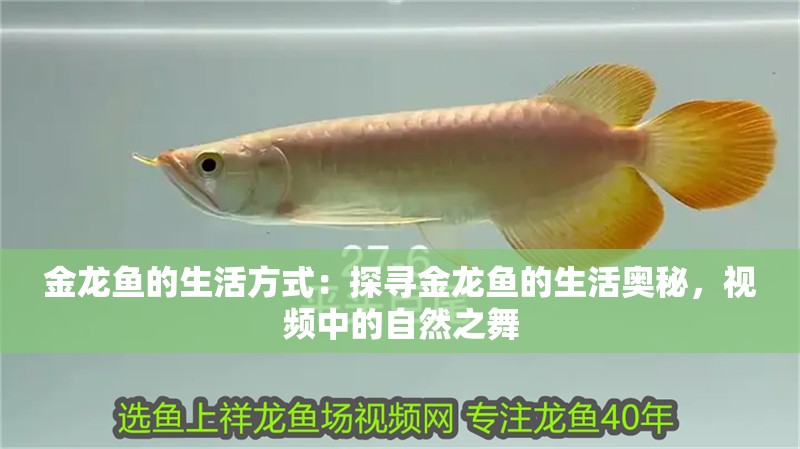 金龍魚的生活方式：探尋金龍魚的生活奧秘，視頻中的自然之舞