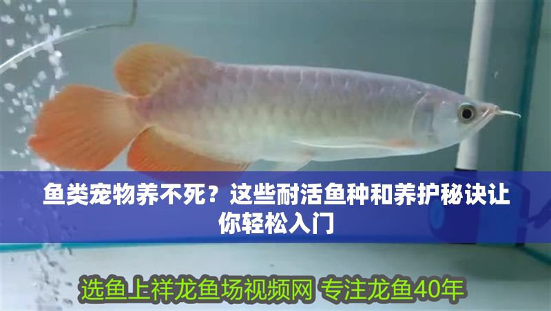 魚類寵物養不死？這些耐活魚種和養護秘訣讓你輕松入門