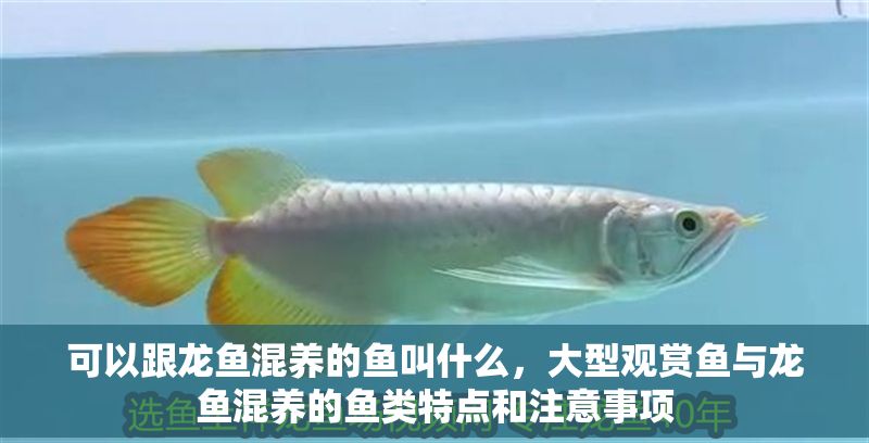 可以跟龍魚混養的魚叫什么,大型觀賞魚與龍魚混養的魚類特點和注意事項 龍魚百科 第2張 可以跟龍魚混養的魚叫什么,大型觀賞魚與龍魚混養的魚類特點和注意事項 可以跟龍魚混養的魚叫什么,大型觀賞魚與龍魚混養的魚類特點和注意事項 龍魚百科 第2張