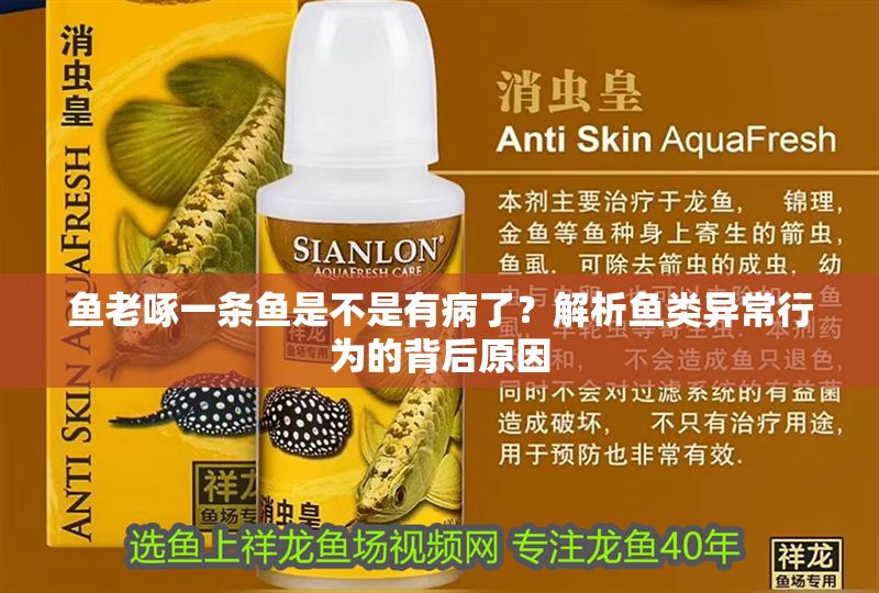 魚老啄一條魚是不是有病了？解析魚類異常行為的背后原因