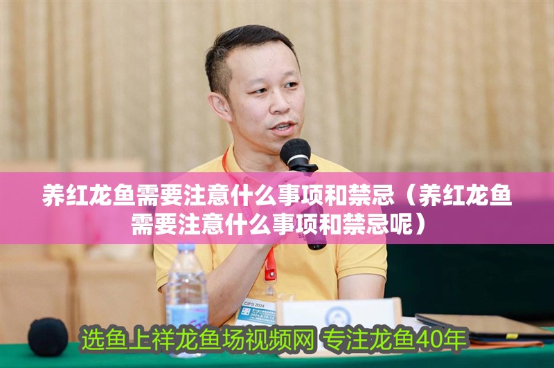 養紅龍魚需要注意什么事項和禁忌（養紅龍魚需要注意什么事項和禁忌呢）