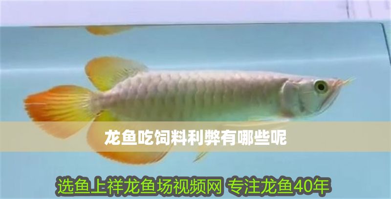 龍魚吃飼料利弊有哪些呢