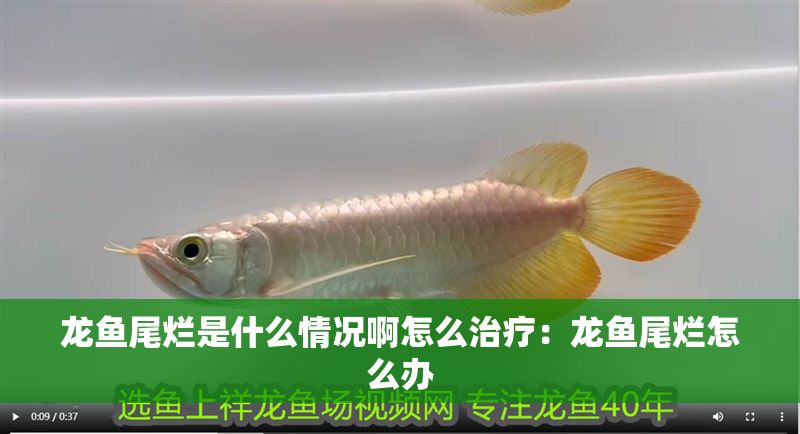 龍魚尾爛是什么情況啊怎么治療：龍魚尾爛怎么辦