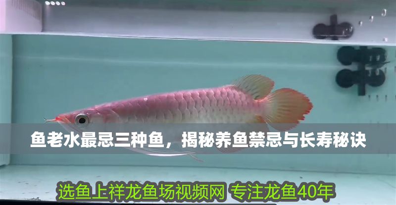 魚老水最忌三種魚,揭秘養(yǎng)魚禁忌與長壽秘訣 龍魚百科 第1張 魚老水最忌三種魚,揭秘養(yǎng)魚禁忌與長壽秘訣 魚老水最忌三種魚,揭秘養(yǎng)魚禁忌與長壽秘訣 龍魚百科 第1張