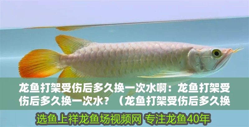 龍魚打架受傷后多久換一次水啊：龍魚打架受傷后多久換一次水？（龍魚打架受傷后多久換一次水）