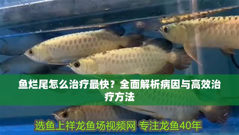 魚爛尾怎么治療最快？全面解析病因與高效治療方法