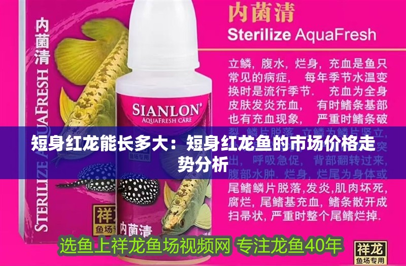 短身紅龍能長多大：短身紅龍魚的市場價(jià)格走勢分析