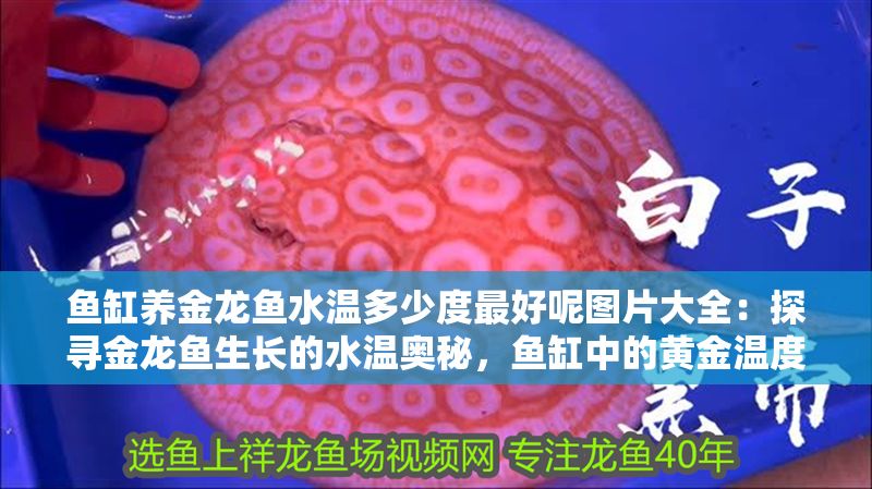 魚缸養金龍魚水溫多少度最好呢圖片大全：探尋金龍魚生長的水溫奧秘，魚缸中的黃金溫度密碼