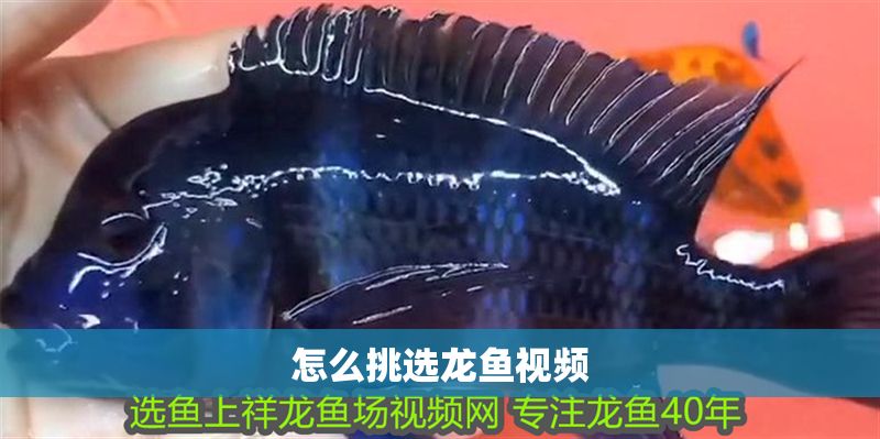 怎么挑選龍魚視頻 龍魚百科 第1張 怎么挑選龍魚視頻 怎么挑選龍魚視頻 龍魚百科 第1張