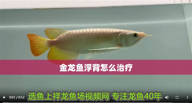 金龍魚浮背怎么治療