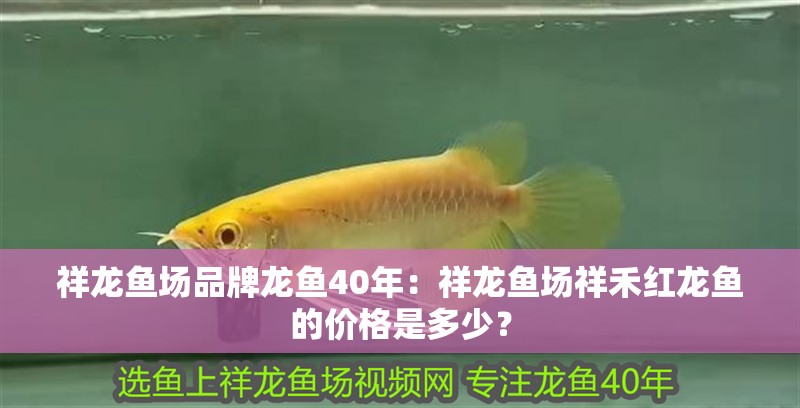 祥龍魚場品牌龍魚40年：祥龍魚場祥禾紅龍魚的價格是多少？