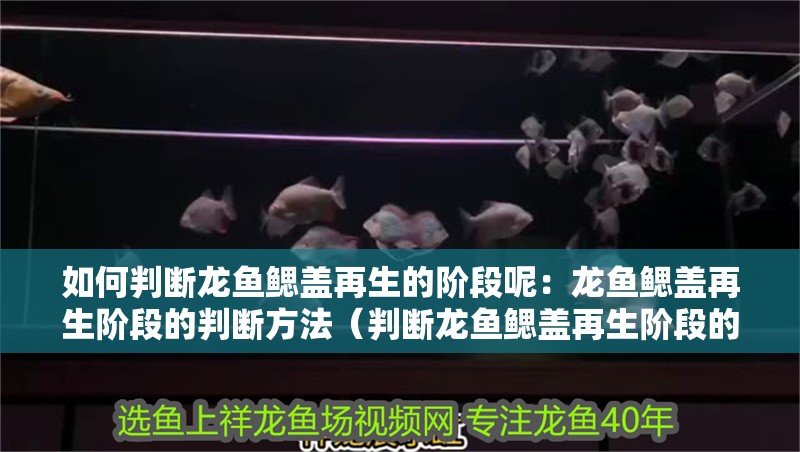 如何判斷龍魚鰓蓋再生的階段呢：龍魚鰓蓋再生階段的判斷方法（判斷龍魚鰓蓋再生階段的關鍵，鰓蓋再生階段的重要依據）