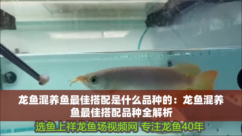 龍魚混養魚最佳搭配是什么品種的：龍魚混養魚最佳搭配品種全解析