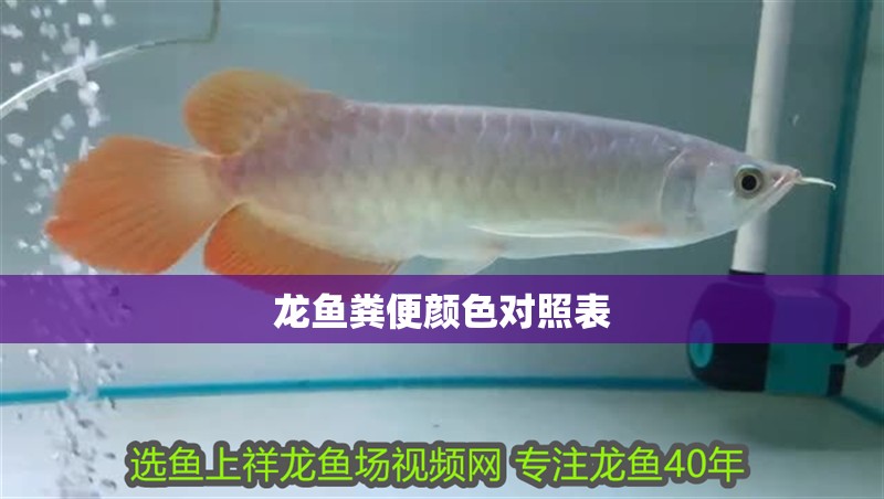 龍魚糞便顏色對照表