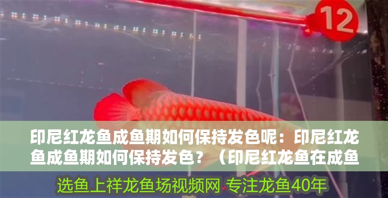 印尼紅龍魚成魚期如何保持發色呢：印尼紅龍魚成魚期如何保持發色？（印尼紅龍魚在成魚期保持其鮮艷的紅色鱗片和獨特的體態而聞名）