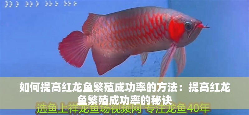 如何提高紅龍魚繁殖成功率的方法：提高紅龍魚繁殖成功率的秘訣