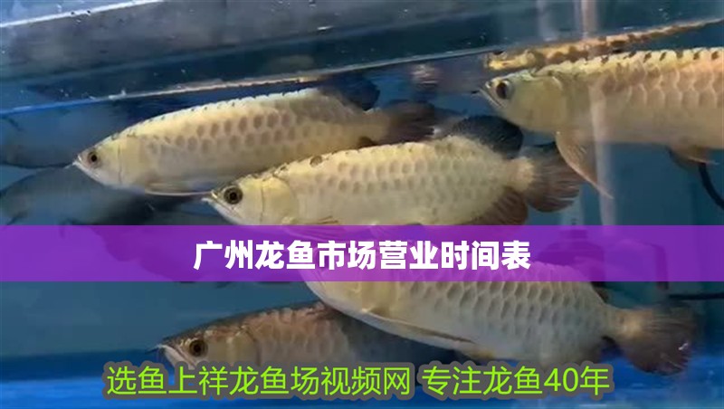 廣州龍魚市場營業時間表