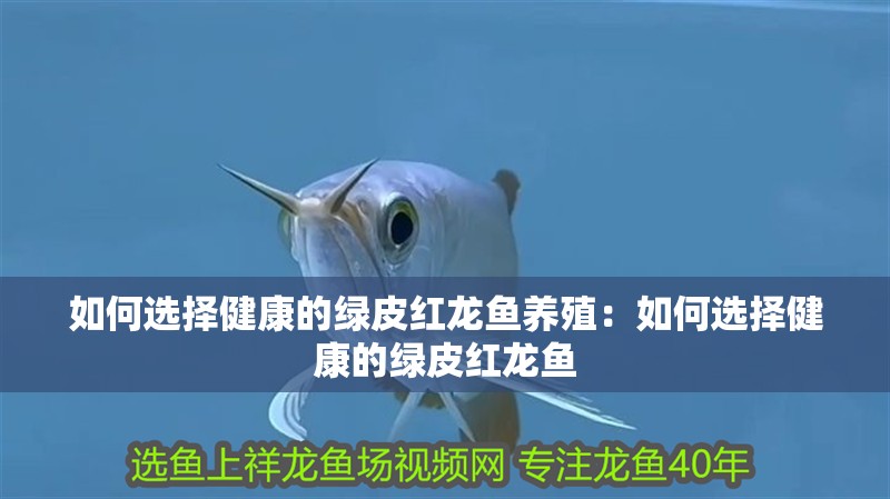 如何選擇健康的綠皮紅龍魚養殖：如何選擇健康的綠皮紅龍魚