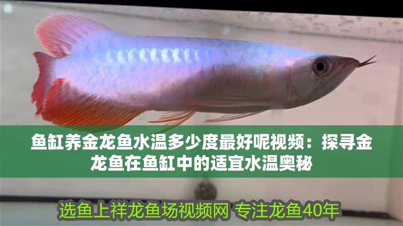 魚缸養(yǎng)金龍魚水溫多少度最好呢視頻：探尋金龍魚在魚缸中的適宜水溫奧秘