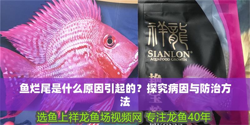 魚爛尾是什么原因引起的？探究病因與防治方法