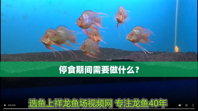 停食期間需要做什么？