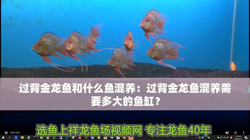 過背金龍魚和什么魚混養：過背金龍魚混養需要多大的魚缸？