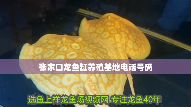 張家口龍魚缸養(yǎng)殖基地電話號碼 張家口龍魚缸養(yǎng)殖基地電話號碼 龍魚百科