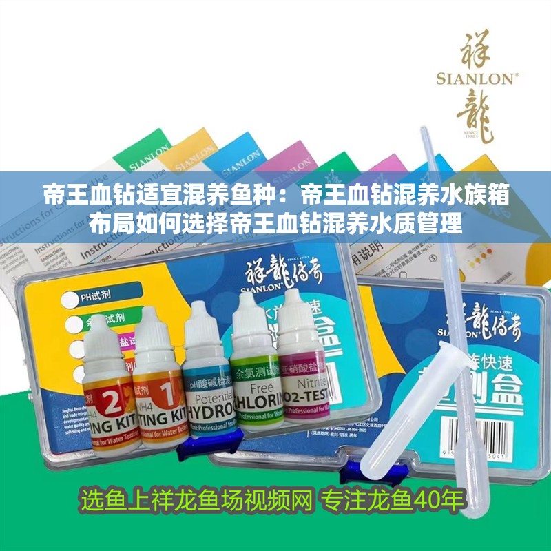 帝王血鉆適宜混養魚種：帝王血鉆混養水族箱布局如何選擇帝王血鉆混養水質管理