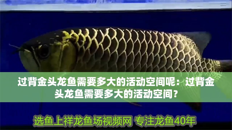 過背金頭龍魚需要多大的活動空間呢：過背金頭龍魚需要多大的活動空間？