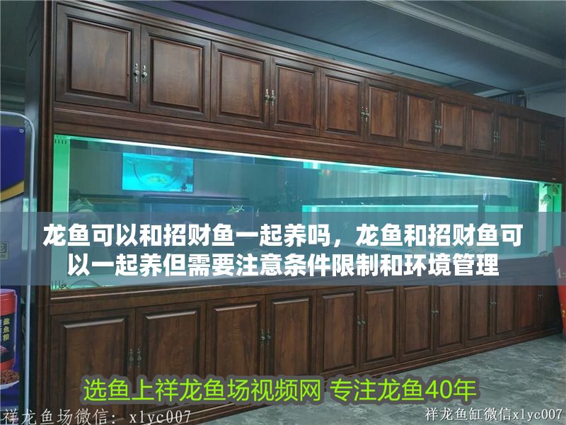 龍魚(yú)可以和招財(cái)魚(yú)一起養(yǎng)嗎，龍魚(yú)和招財(cái)魚(yú)可以一起養(yǎng)但需要注意條件限制和環(huán)境管理