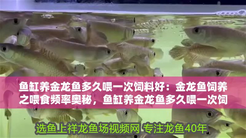 魚缸養金龍魚多久喂一次飼料好：金龍魚飼養之喂食頻率奧秘，魚缸養金龍魚多久喂一次飼料？