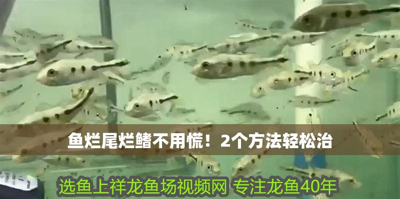 魚爛尾爛鰭不用慌！2個方法輕松治