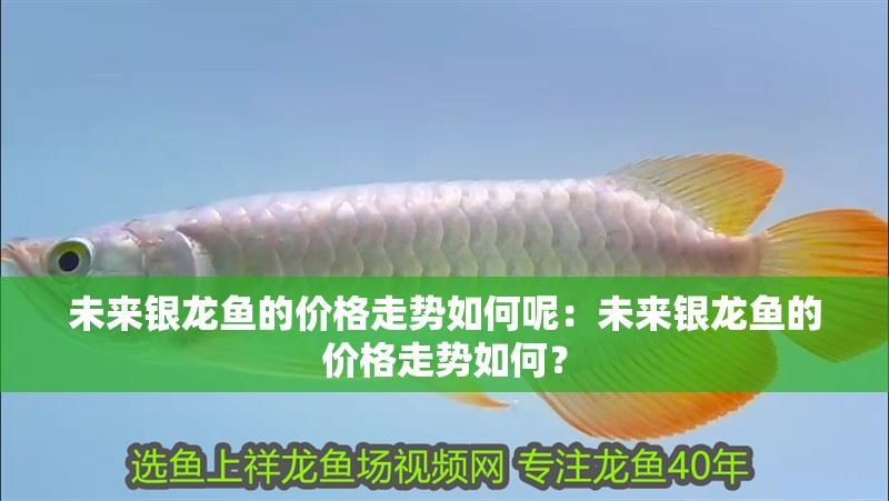 未來銀龍魚的價格走勢如何呢：未來銀龍魚的價格走勢如何？