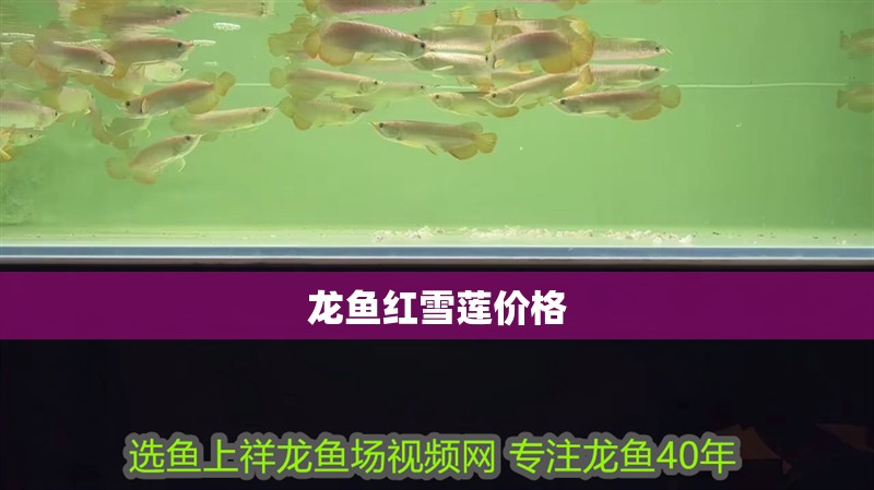龍魚紅雪蓮價格