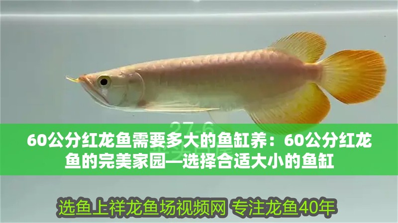 60公分紅龍魚需要多大的魚缸養：60公分紅龍魚的完美家園—選擇合適大小的魚缸