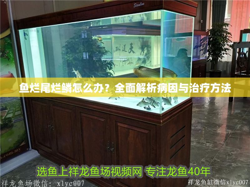 魚爛尾爛鱗怎么辦？全面解析病因與治療方法 魚爛尾爛鱗怎么辦？全面解析病因與治療方法 龍魚百科 第1張