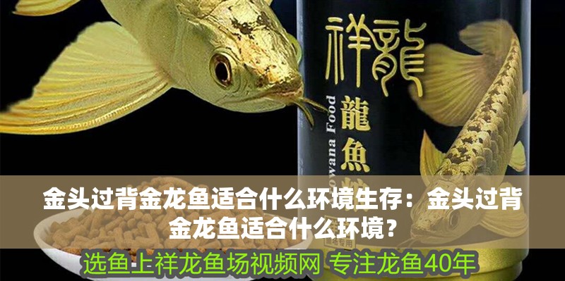 金頭過背金龍魚適合什么環境生存：金頭過背金龍魚適合什么環境？