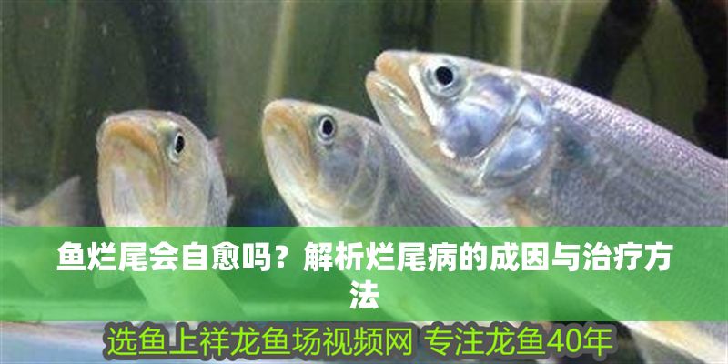 魚爛尾會自愈嗎？解析爛尾病的成因與治療方法