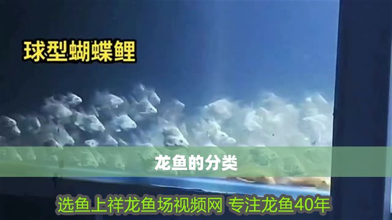 龍魚的分類