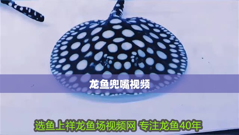 龍魚兜嘴視頻