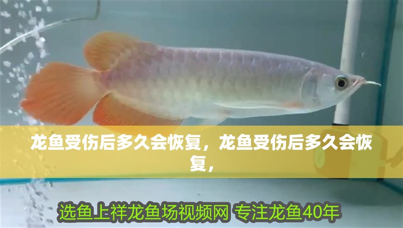 龍魚受傷后多久會(huì)恢復(fù)，龍魚受傷后多久會(huì)恢復(fù)， 龍魚受傷后多久會(huì)恢復(fù)，龍魚受傷后多久會(huì)恢復(fù)， 龍魚百科