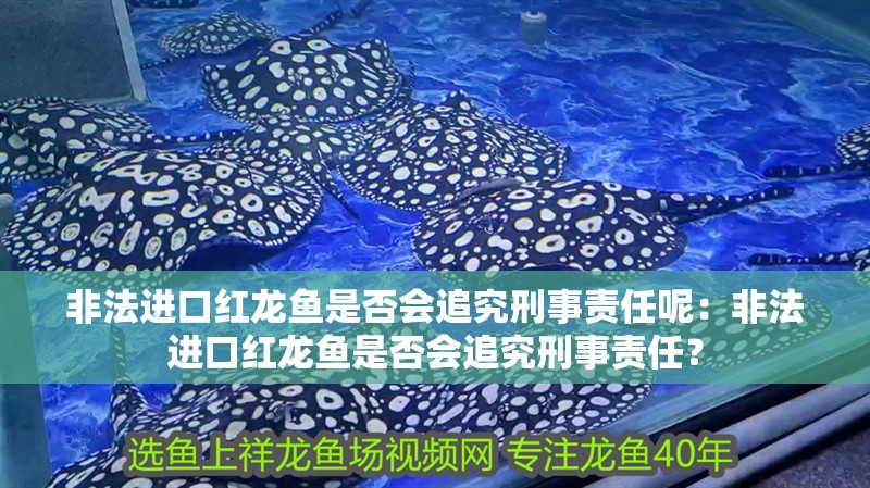 非法進口紅龍魚是否會追究刑事責任呢：非法進口紅龍魚是否會追究刑事責任？