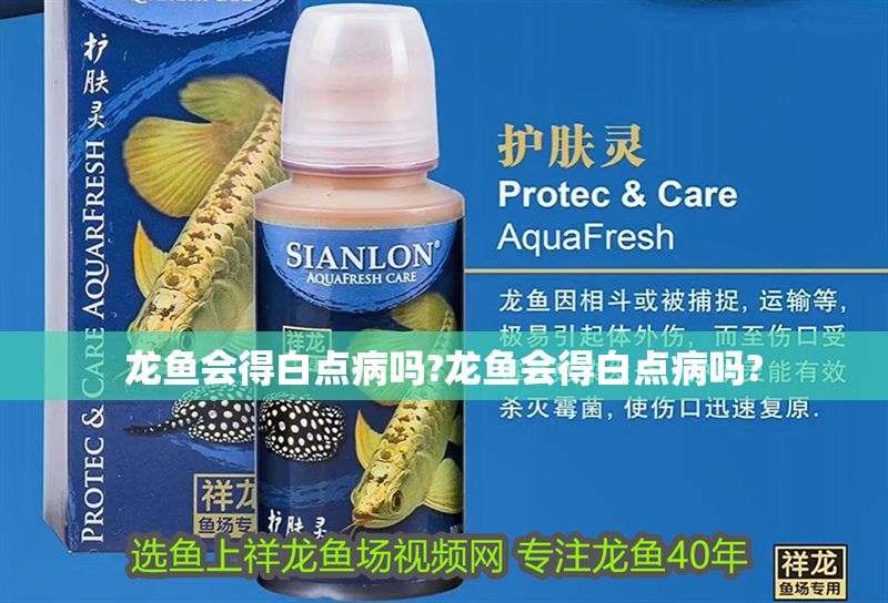 龍魚會得白點病嗎?龍魚會得白點病嗎?