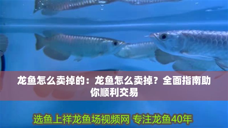 龍魚怎么賣掉的：龍魚怎么賣掉？全面指南助你順利交易