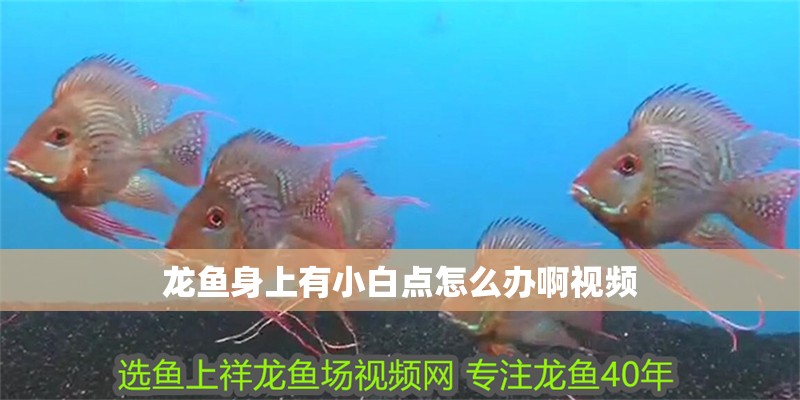 龍魚(yú)身上有小白點(diǎn)怎么辦啊視頻 龍魚(yú)身上有小白點(diǎn)怎么辦啊視頻 龍魚(yú)百科