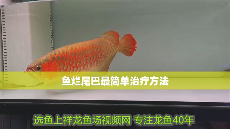魚爛尾巴最簡單治療方法 魚爛尾巴最簡單治療方法 龍魚百科 第1張
