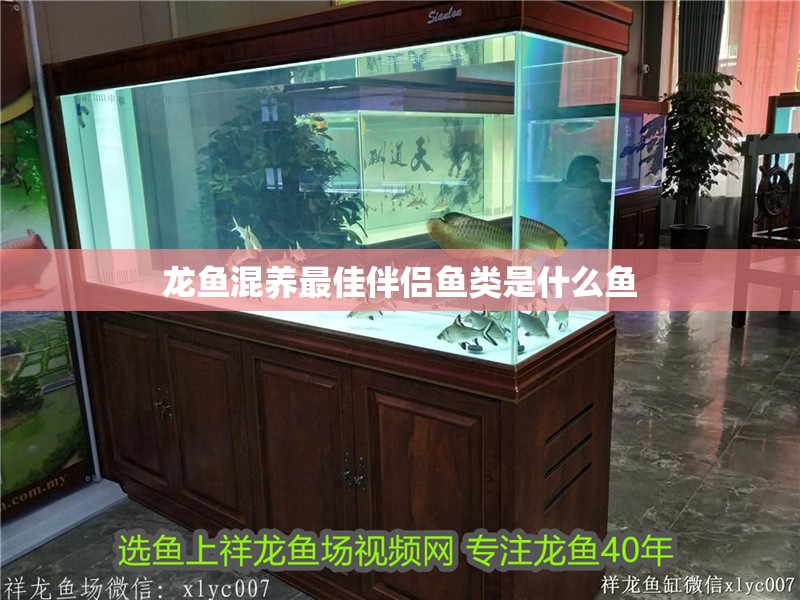 龍魚混養最佳伴侶魚類是什么魚 龍魚混養最佳伴侶魚類是什么魚 龍魚百科