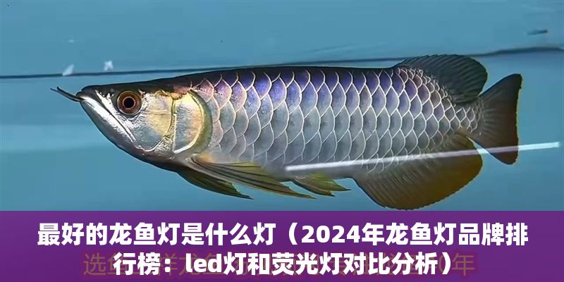 最好的龍魚燈是什么燈（2024年龍魚燈品牌排行榜：led燈和熒光燈對比分析）